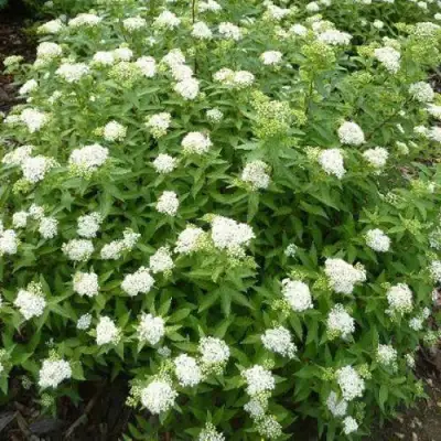 спирея альбифлора описание