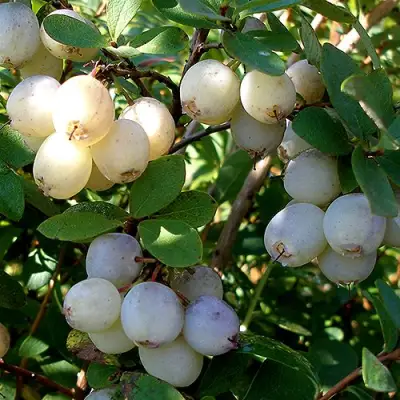 Голубика СНЕГУРОЧКА в Дзержинске