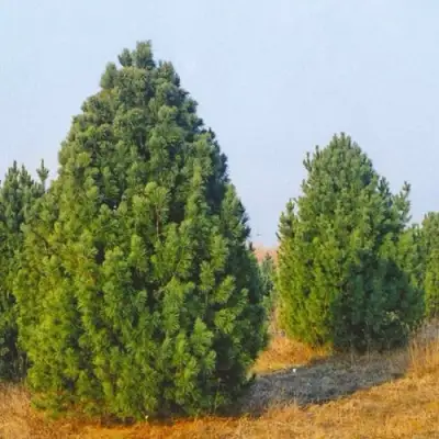 Сосна черная ПИРАМИДАЛИС в Дзержинске