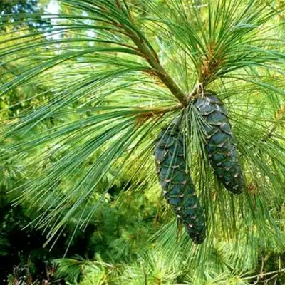 Сосна гриффита в Дзержинске