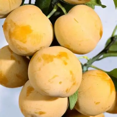 Слива РЕНКЛОД ранний в Дзержинске