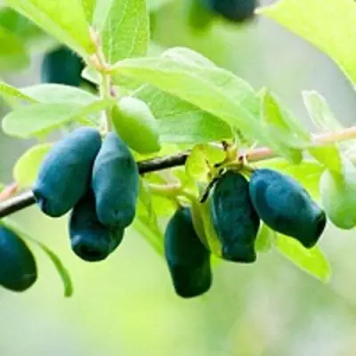 Жимолость съедобная АМФОРА в Дзержинске