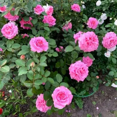 Роза ЭШЛИ чайно-гибридная в Дзержинске