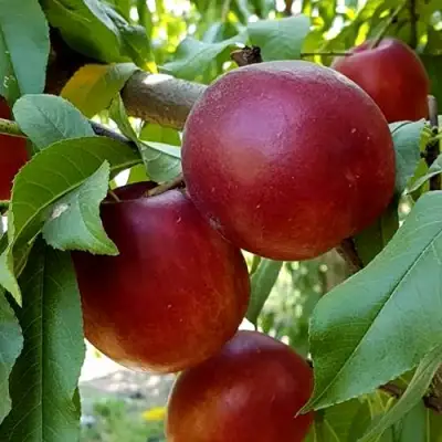 Нектарин ФАНТАЗИЯ в Дзержинске