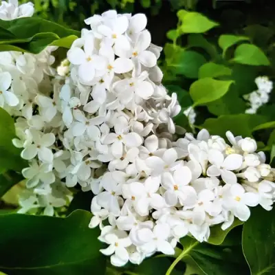 Сирень МАЛЕНЬКИЙ ПРИНЦ в Дзержинске