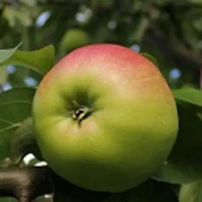 Яблоня СОКОЛОВСКОЕ стелющаяся в Дзержинске