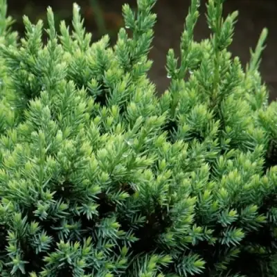 Можжевельник ХОЛГЕР чешуйчатый в Дзержинске