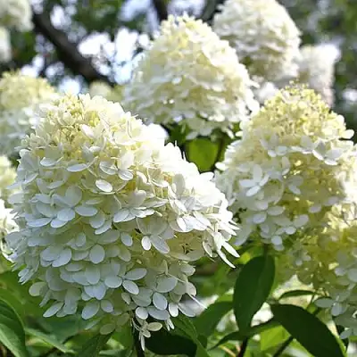 Гортензия БОМБШЕЛ метельчатая в Дзержинске