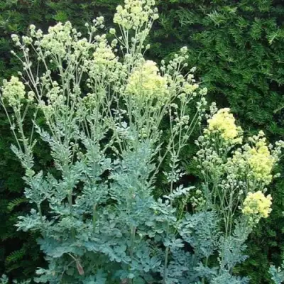 Василистник ГЛАУКУМ желтый в Дзержинске