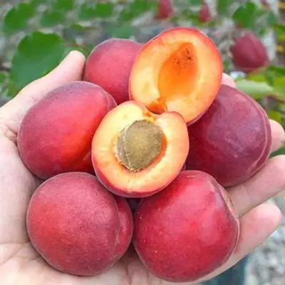 Абрикос РУБИСТА в Дзержинске