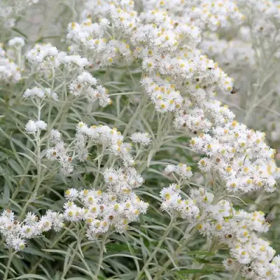 Анафалис ЖЕМЧУЖНЫЙ в Дзержинске