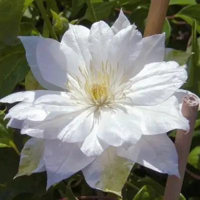 Клематис ДАЧЕСС ОФ ЭДИНБУРГ в Дзержинске