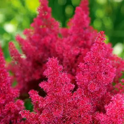 Астильба КОБЛЕНЦ японская в Дзержинске