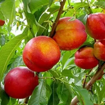 Нектарин ХАРБЛЕЙЗ в Дзержинске