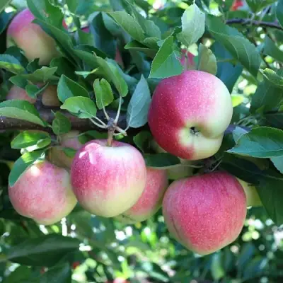 Яблоня ГРУШОВКА МОСКОВСКАЯ в Дзержинске