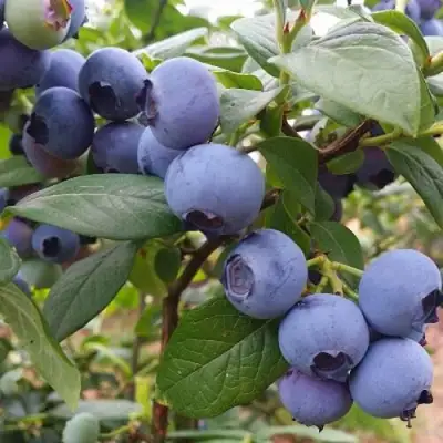 Голубика БЛЮГОЛД в Дзержинске