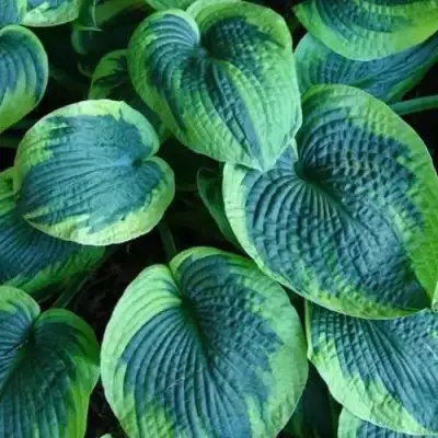 Хоста ТОКУДАМА ФЛАВОЦИРЦИНАЛИС гибридная в Дзержинске