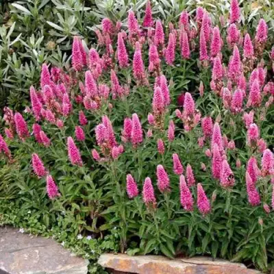 Вероника РОЗЕА колосковая в Дзержинске