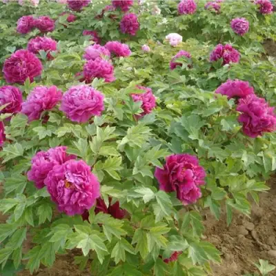 Пион КИТАЙСКИЙ ШЕЛК травянистый в Дзержинске