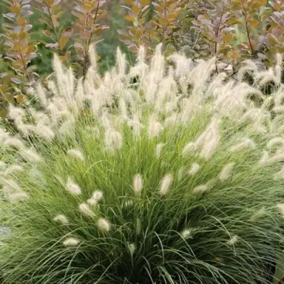 Пеннисетум ХАМЕЛН в Дзержинске