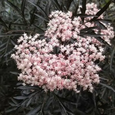 Бузина черная БЛЭК ЛЕЙС ЕВА в Дзержинске