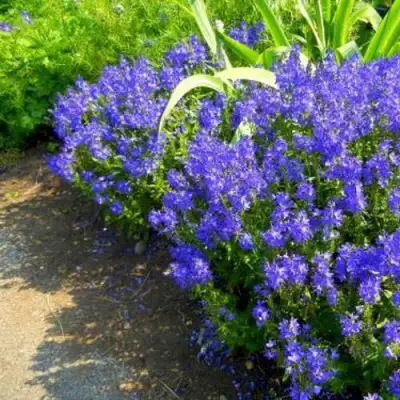 Вероника РОЯЛ БЛЮ большая в Дзержинске