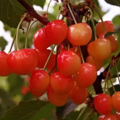 Черешня ДОНЧАНКА в Дзержинске