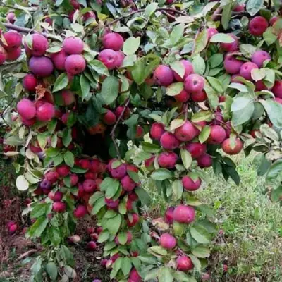 Яблоня ФЛОРИНА в Дзержинске