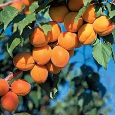 Абрикос ХАРКОТ в Дзержинске