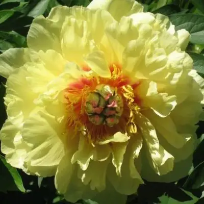 Пион ЗОЛОТАЯ КОРОНА древовидный в Дзержинске