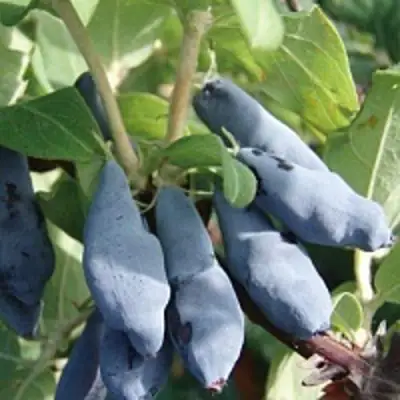 Жимолость съедобная НИМФА (ГАММА) в Дзержинске