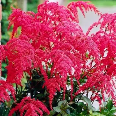 Астильба РЕД ЧАРМ Арендса в Дзержинске