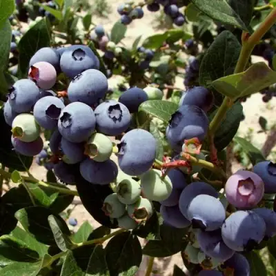 Голубика ЭЛИЗАБЕТ в Дзержинске