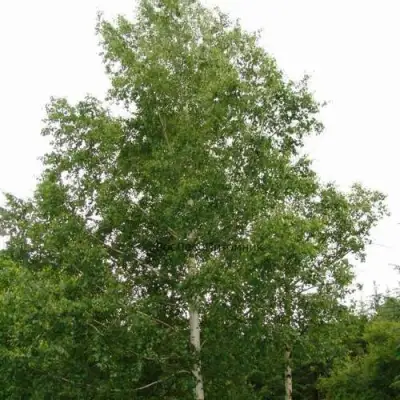 Береза бородавчатая в Дзержинске