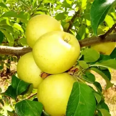 Яблоня ГОЛДЕН ДЕЛИШЕС в Дзержинске