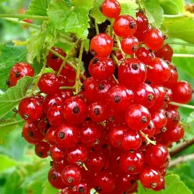 Смородина красная НЕНАГЛЯДНАЯ в Дзержинске