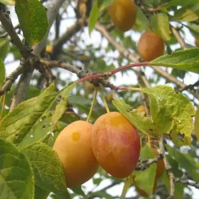 Слива НАТАША в Дзержинске