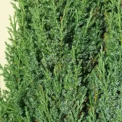 Можжевельник ХИБЕРНИКА обыкновенный  в Дзержинске