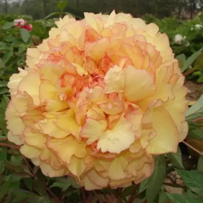 Пион ЗОЛОТАЯ РОССЫПЬ древовидный в Дзержинске