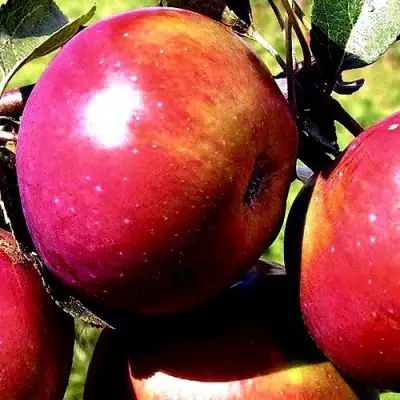 Яблоня ВЕСЯЛИНА в Дзержинске