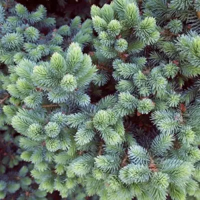 Ель ЭХИНИФОРМИС сизая в Дзержинске