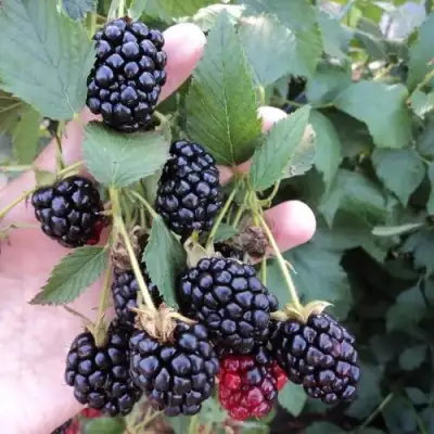 Ежевика ОУАЧИТА бесшипная  в Дзержинске