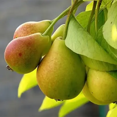 Груша СЕВЕРЯНКА в Дзержинске