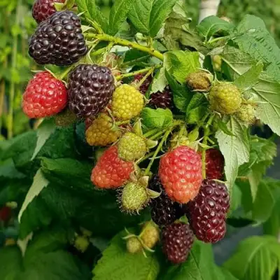 Малина БЛЭК ПОЛЬКА (ХЕБАН) в Дзержинске