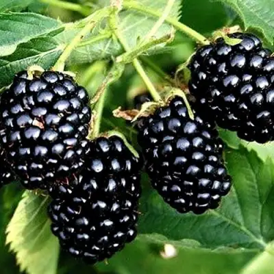 Ежевика ПРАЙМ АРК ТРЕВЕЛЕР ремонтантная  в Дзержинске