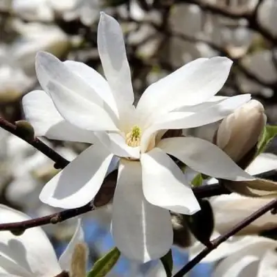 Магнолия ЛЕБНЕРА МЕРРИЛЛ в Дзержинске