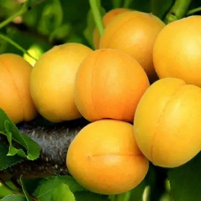 Абрикос ЦАРСКИЙ в Дзержинске