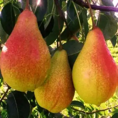 груша Аббат Феттель