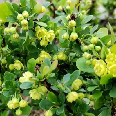 Барбарис КОБОЛЬД тунберга в Дзержинске