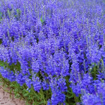 Вероника австрийская в Дзержинске